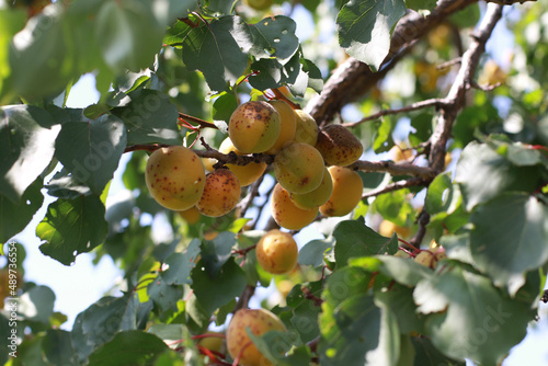 apples on tree