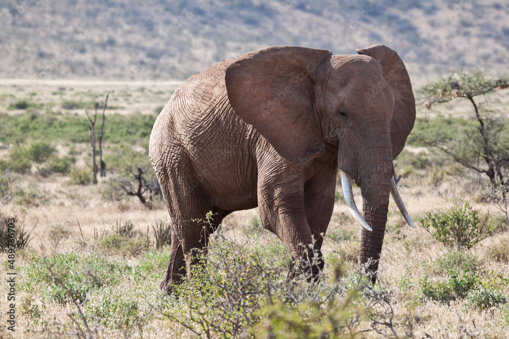 gran elefante paseando por el Parque National de Samburu en Kenia, Africa