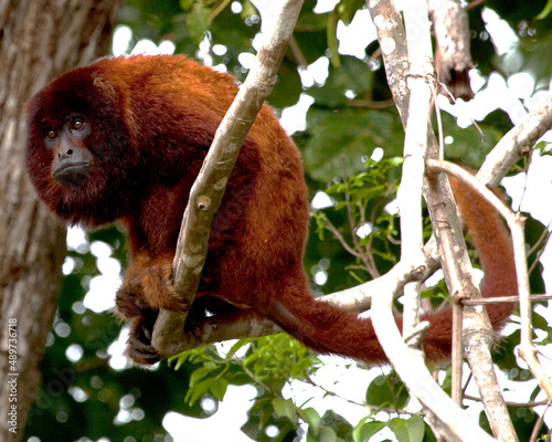 Closeup portrait of a Bolivian red howler monkey (Alouatta sara) sitting in treetops in the Pampas del Yacuma, Bolivia. photo