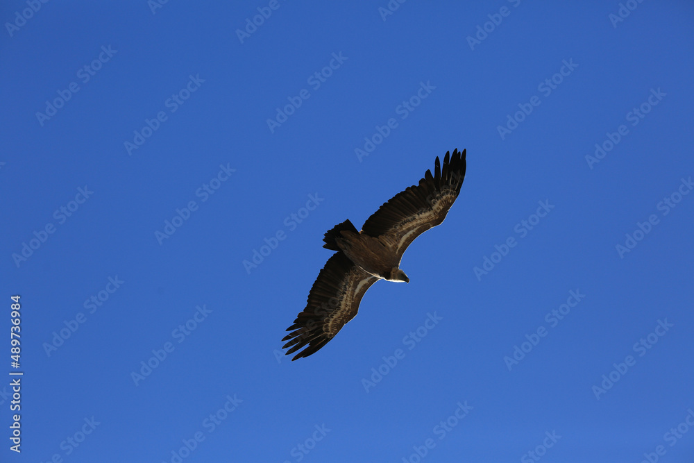 Fototapeta premium Great bird Griffon vulture flies in the blue sky