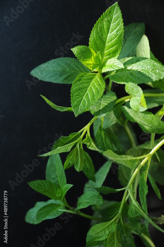 Growing mint on black background