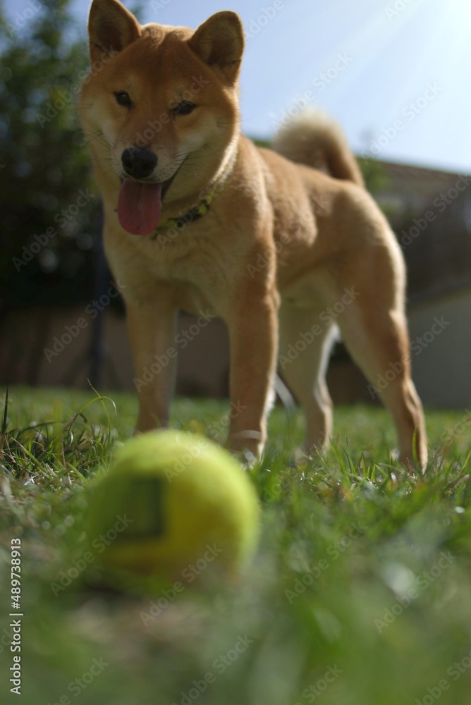 Shiba Inu dog playing with a tennis ball