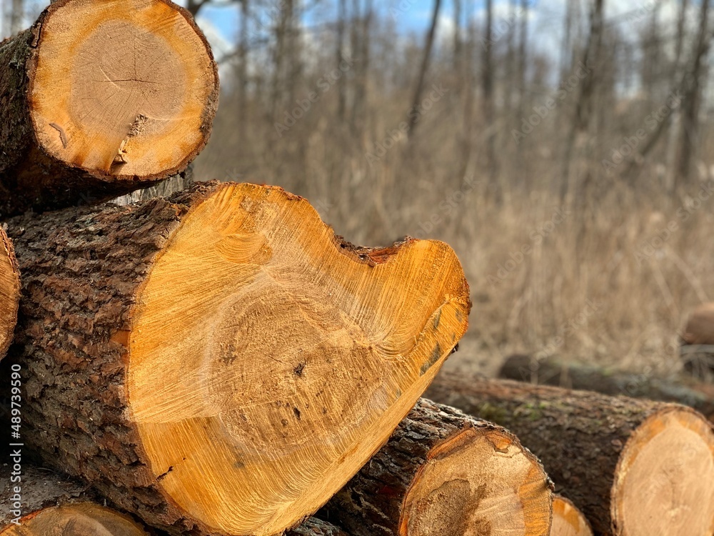 Stacked Logs. Logs at lumber mill. Wood preparation. Stacked Logs. Logs at lumber mill. Wood preparation.