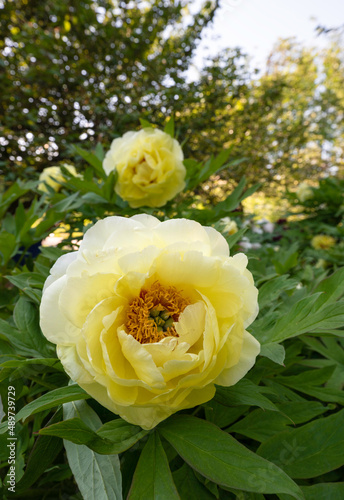 Fototapeta Naklejka Na Ścianę i Meble -  Yellow Tree Peony - High Noon