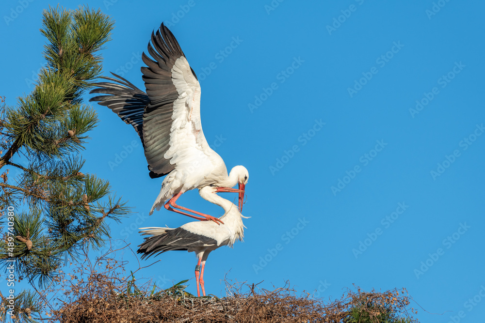 White stork (Ciconia ciconia) couple mating on the nest in spring. White stork (Ciconia ciconia) couple mating on the nest in spring.