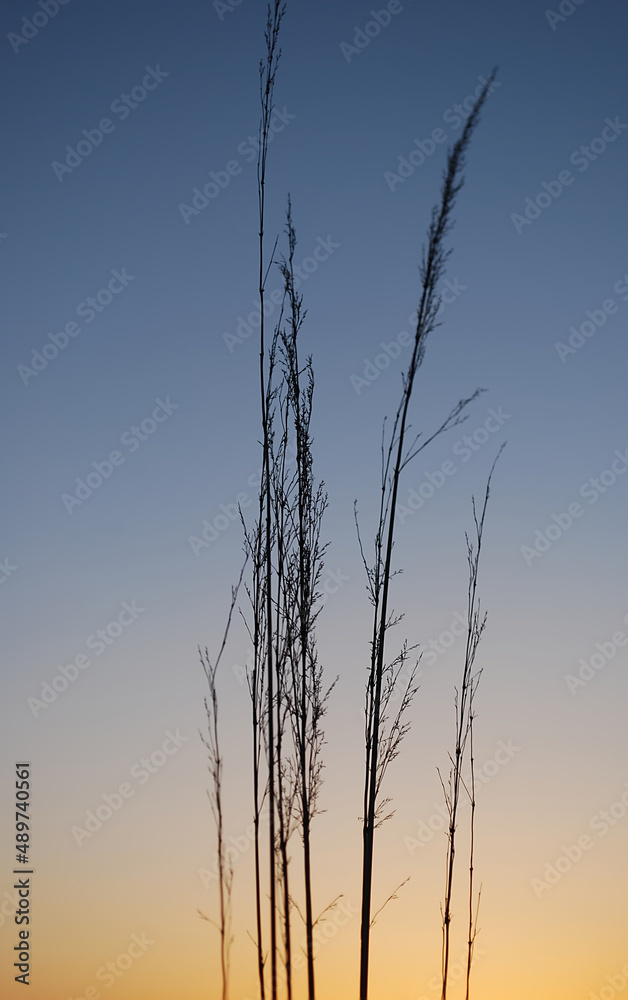 Obraz premium Blades of grass during the sunset