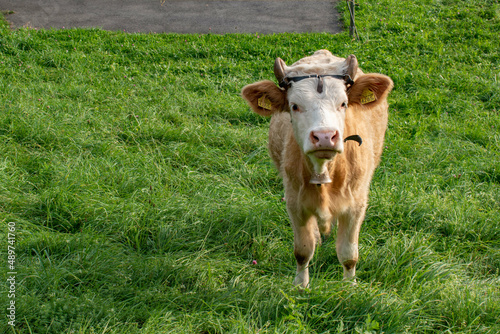 Beautiful swiss cows. Alpine meadows. farm.
