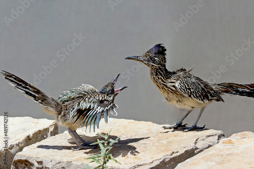 Obraz na plátně roadrunner family argument