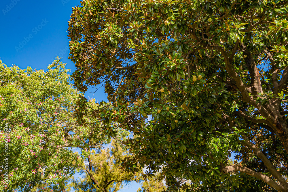 Obraz premium Branches of exotic trees in the park