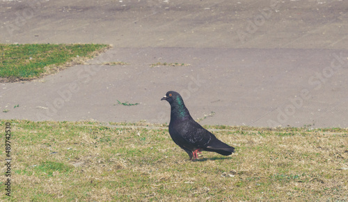 A pigeon sitting on the green grass of a garden. photo