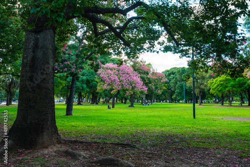 summer park glade with exotic trees