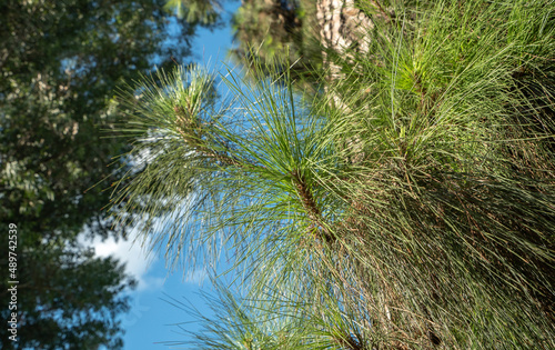 Branches of fir trees in the park