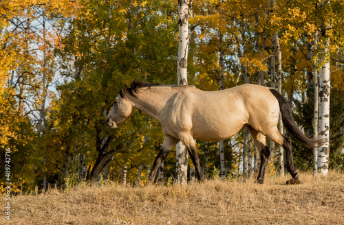 A female quarter horse walking in a field. Taken in Alberta, Canada