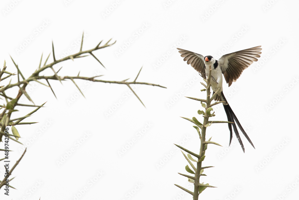 A pin-tailed whydah (Vidua macroura) in flight landing in a tree. Stock ...