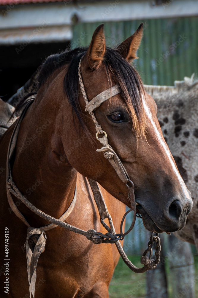 portrait of a horse portrait of a horse