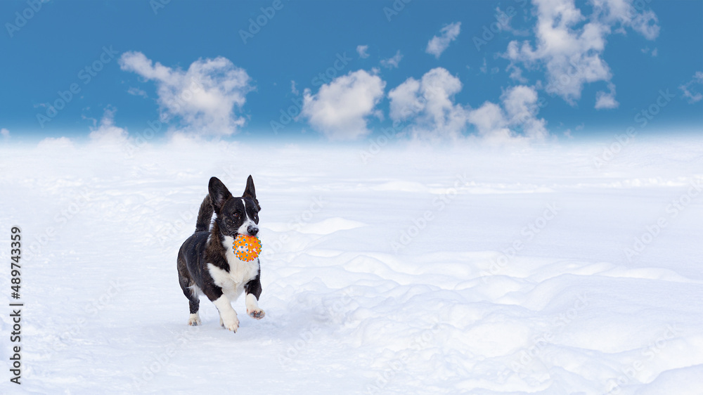 Welsh corgi Pembroke. A thoroughbred dog in winter. Copy space. Pets. Banner - signboard Welsh corgi Pembroke. A thoroughbred dog in winter. Copy space. Pets. Banner - signboard