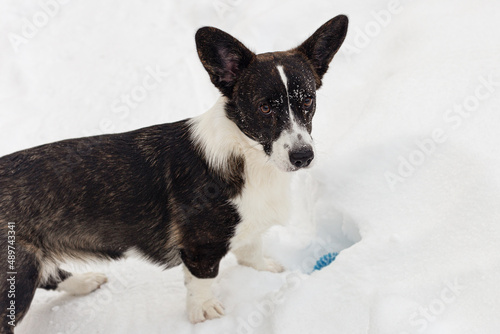Welsh Corgi Pembroke. Close-up. Thoroughbred dog in winter. Animal themes. Pets