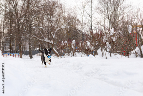 Welsh Corgi Pembroke. A purebred dog playing in winter. Animal themes. Pets
