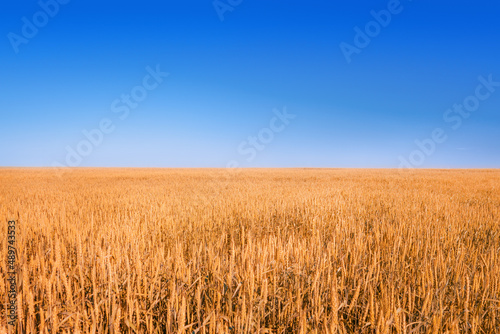 Yellow field under deep blue sky