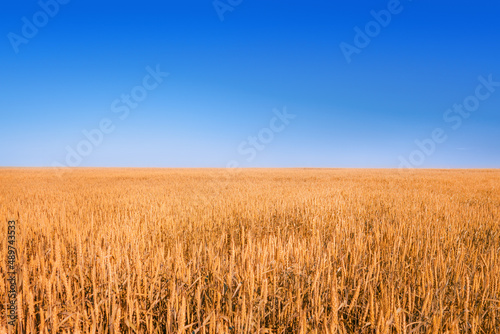 Obraz na płótnie Yellow field under deep blue sky w salonie