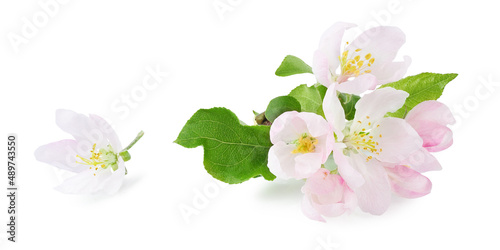 Apple tree flowers with leaves on a branch, isolated on a white background.