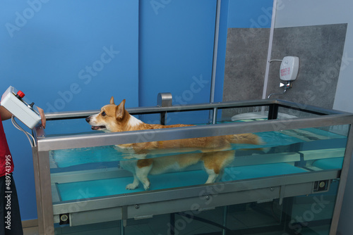 Dog rehabilitation on a water treadmill