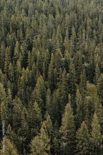 pine forest in winter