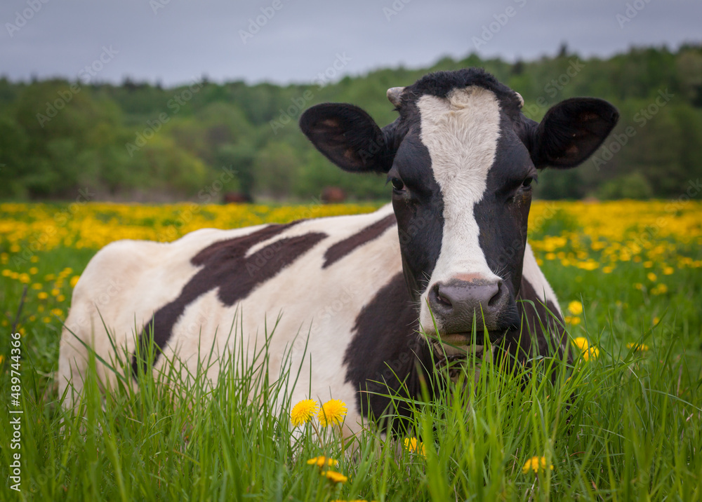 cow on farmland with fresh green grass