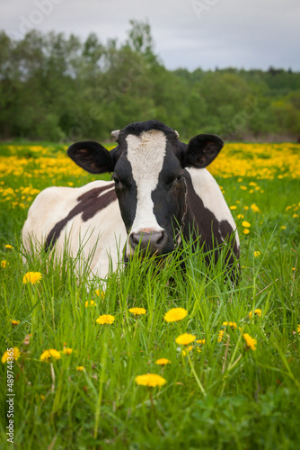 cow on farmland with fresh green grass