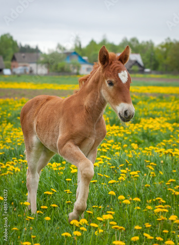 Foal on the spring grass in the farm yard in the foggy morning.