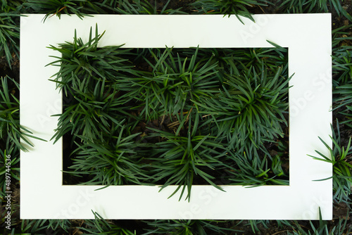 Green grass leaves with a white square frame  for an advertising card or invitation.