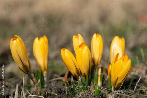 Close-up of yellow crocus growing in a field in spring against a light background