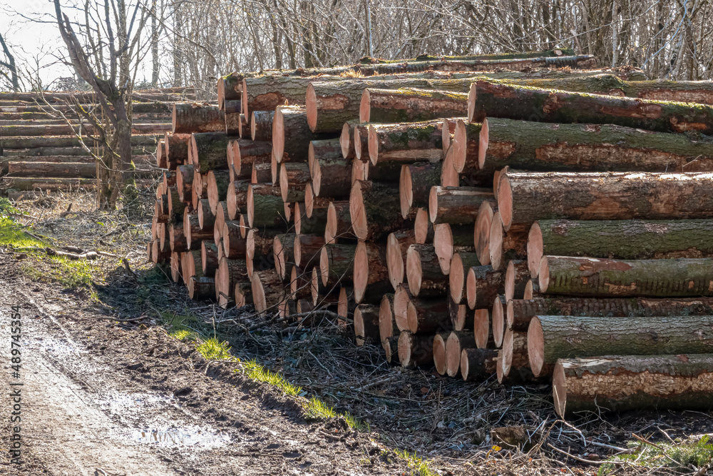 woodland management with the resulting felled Scots pine (Pinus sylvestris) logs ready for sale 