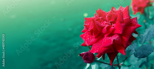Red rose flowers with raindrops on green background .