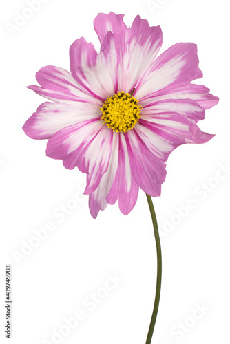 cosmos flower isolated