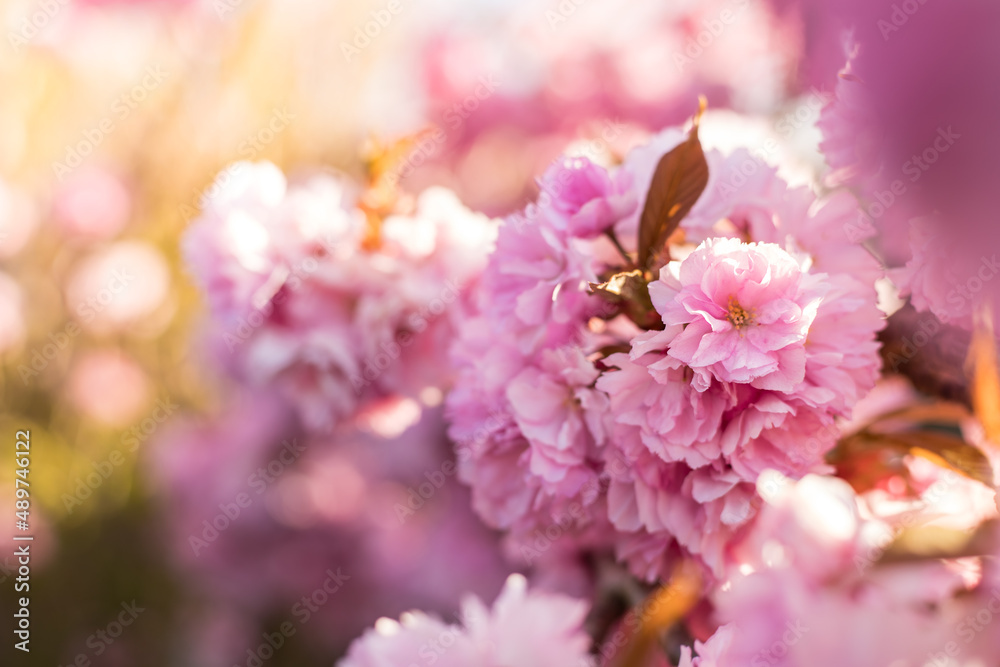 Blooming cherry blossoms on the branch in spring. Pink flowers closeup with soft bokeh background in sun light. 