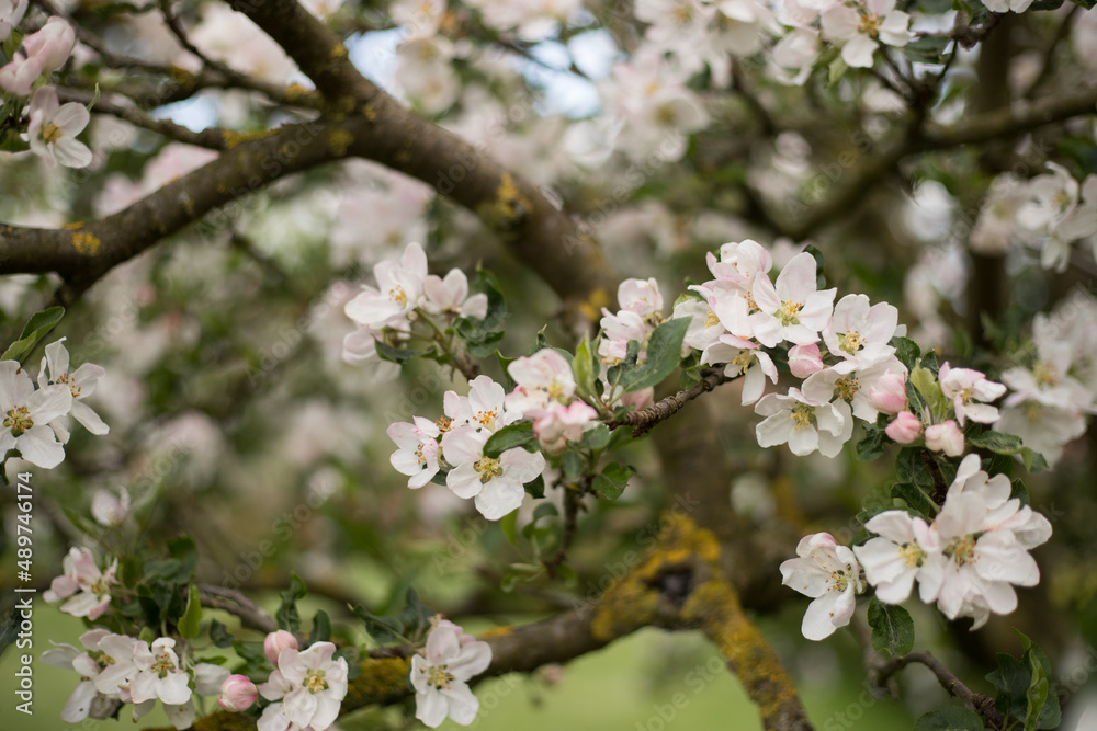 Apple tree branch with white pink flowers on blurred bokeh background. Closeup outdoors at spring time. Spring bloom. Apple tree branch with white pink flowers on blurred bokeh background. Closeup outdoors at spring time. Spring bloom.