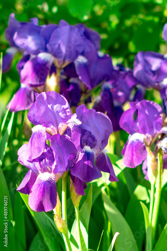 Violet irises flowers closeup on green garden background.Selective focus.