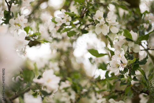 Apple tree branch with white pink flowers on blurred bokeh background. Closeup outdoors at spring time. Spring bloom.