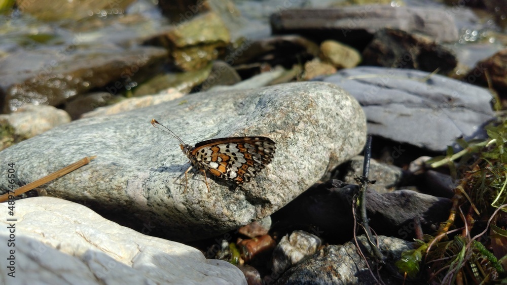 macrophotographs; insects; macrophotographs; insects;