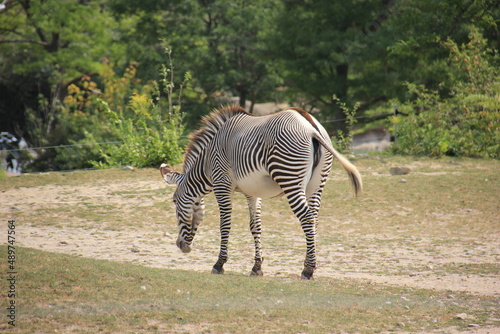 zebra in the wild