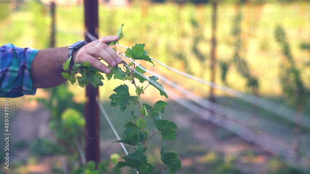 Clinging Grape Vine with Hands