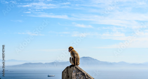 Monkey on Gibraltar Rock  