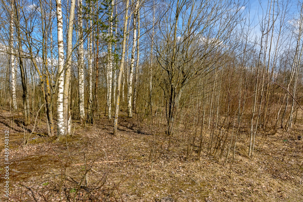 Bright sunny spring day in the countryside.