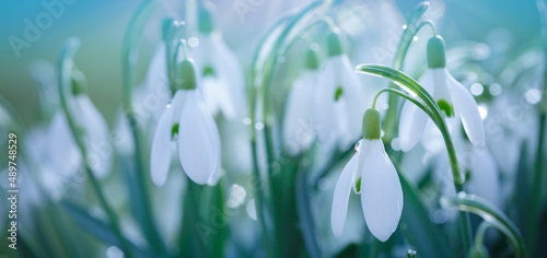 Easter background with snowdrops on bokeh background in sunny spring garden photo