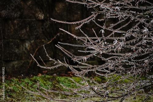 Tree branches covered in ice from freezing rain storm, selective focus