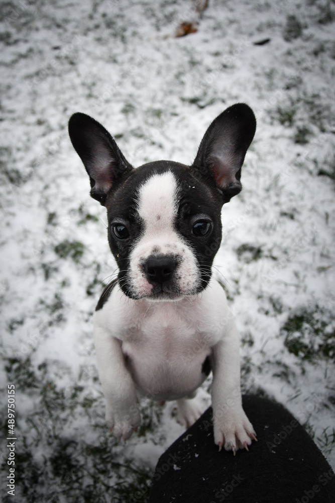 French bulldog is standing on the field in the snow. He is so fluffy dog.