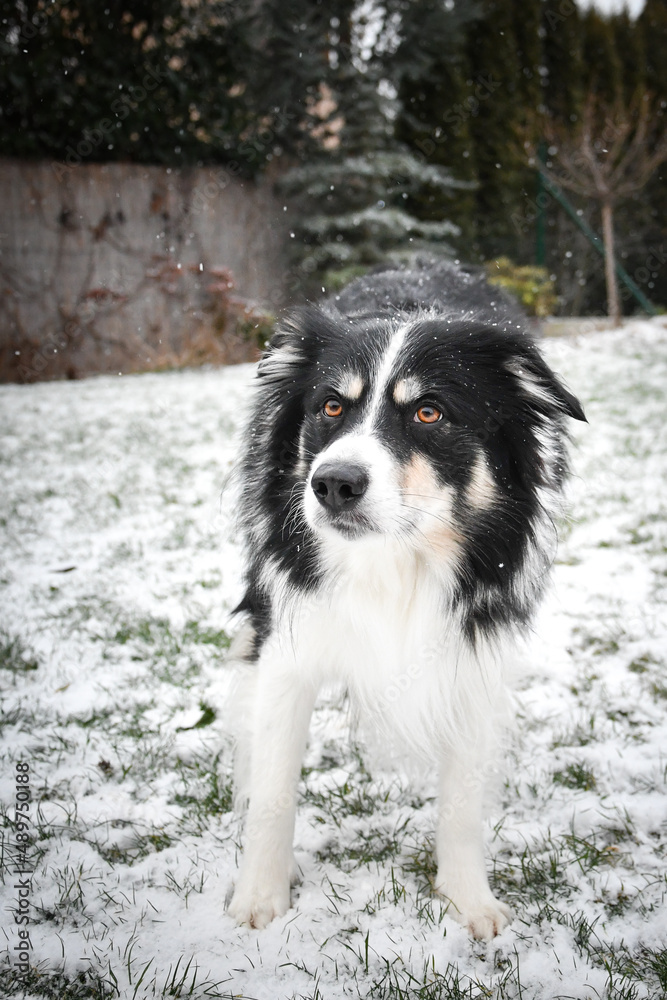 Tricolor border collie is standing on the field in the snow. He is so fluffy dog.