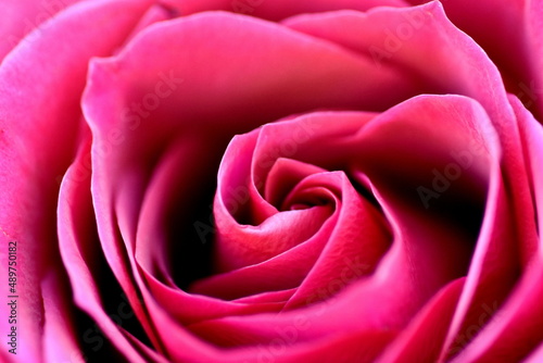 Blütenblätter einer roten Rose