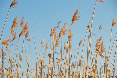 Gras, Urlaub, Wind, Naturschutz